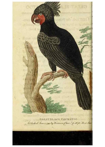 Reproducción/Reproduction 48827007891: The Naturalist's Pocket Magazine or compleat cabinet of the curiosities and beauties of nature.. London.. 