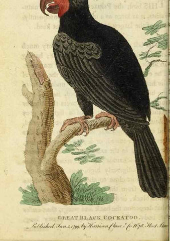 Reproducción/Reproduction 48827007891: The Naturalist's Pocket Magazine or compleat cabinet of the curiosities and beauties of nature.. London.. 