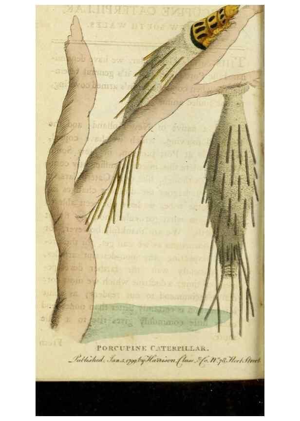 Reproducción/Reproduction 48826633653: The Naturalist's Pocket Magazine or compleat cabinet of the curiosities and beauties of nature.. London.. 