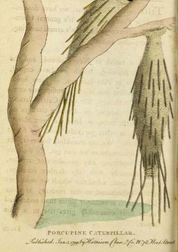 Reproducción/Reproduction 48826633653: The Naturalist's Pocket Magazine or compleat cabinet of the curiosities and beauties of nature.. London.. 