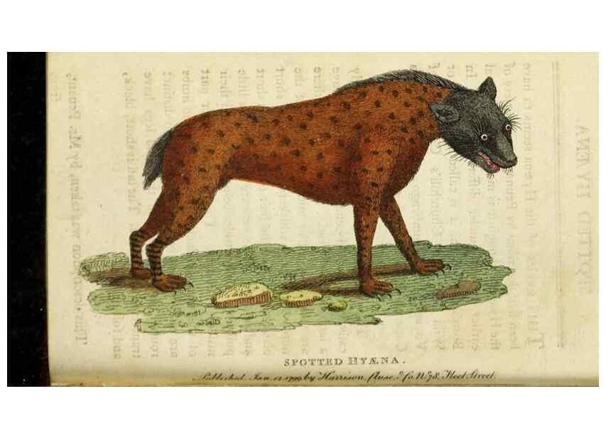 Reproducción/Reproduction 48827165042: The Naturalist's Pocket Magazine or compleat cabinet of the curiosities and beauties of nature.. London.. 