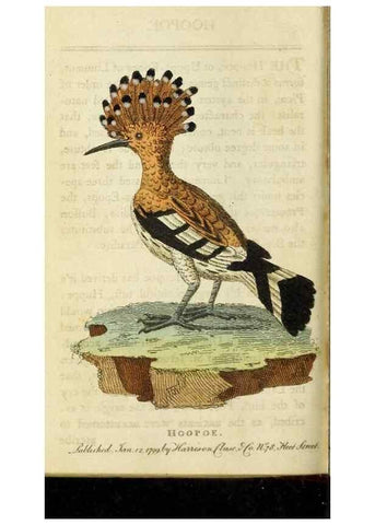 Reproducción/Reproduction 48827165422: The Naturalist's Pocket Magazine or compleat cabinet of the curiosities and beauties of nature.. London.. 