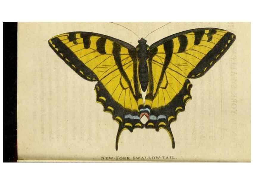 Reproducción/Reproduction 48826634713: The Naturalist's Pocket Magazine or compleat cabinet of the curiosities and beauties of nature.. London.. 