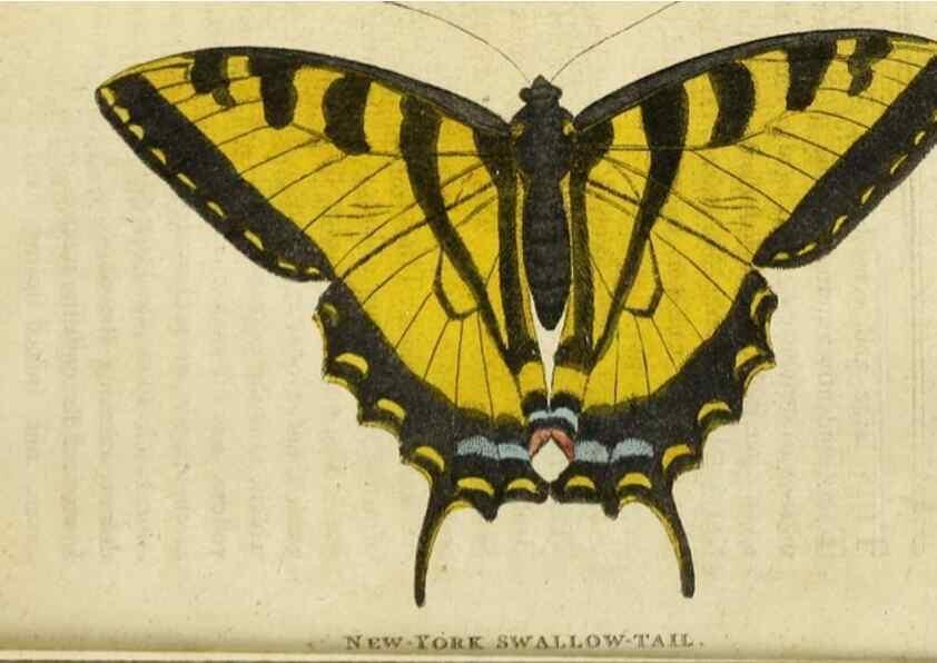 Reproducción/Reproduction 48826634713: The Naturalist's Pocket Magazine or compleat cabinet of the curiosities and beauties of nature.. London.. 