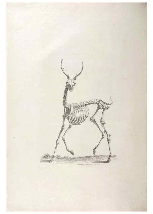 Reproducción/Reproduction 48832423268: Osteographia, or the Anatomy of the Bones.. London,1733.. 
