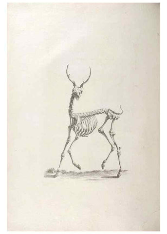 Reproducción/Reproduction 48832423268: Osteographia, or the Anatomy of the Bones.. London,1733.. 