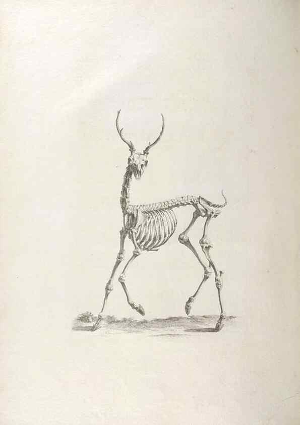 Reproducción/Reproduction 48832423268: Osteographia, or the Anatomy of the Bones.. London,1733.. 