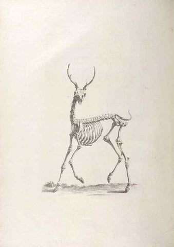 Reproducción/Reproduction 48832423268: Osteographia, or the Anatomy of the Bones.. London,1733.. 