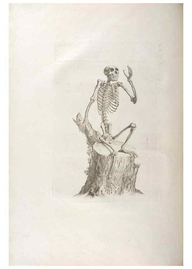 Reproducción/Reproduction 48832789901: Osteographia, or the Anatomy of the Bones.. London,1733.. 
