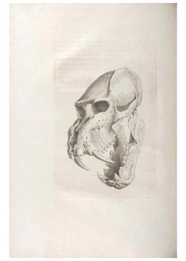 Reproducción/Reproduction 48832790236: Osteographia, or the Anatomy of the Bones.. London,1733.. 