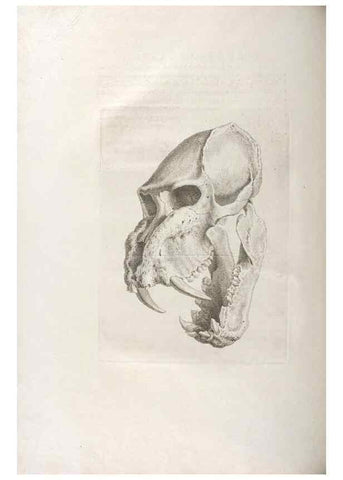 Reproducción/Reproduction 48832790236: Osteographia, or the Anatomy of the Bones.. London,1733.. 