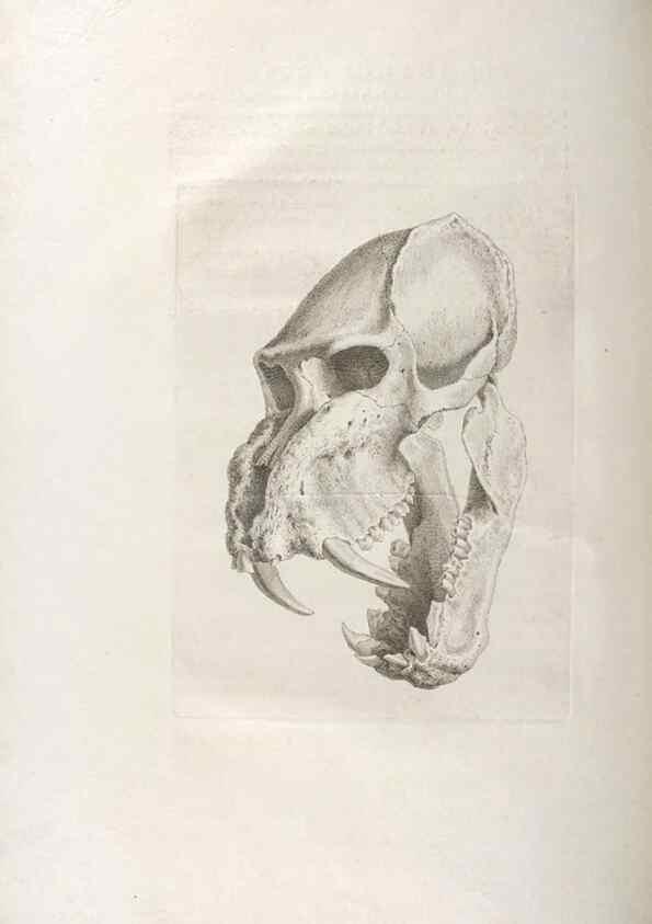 Reproducción/Reproduction 48832790236: Osteographia, or the Anatomy of the Bones.. London,1733.. 