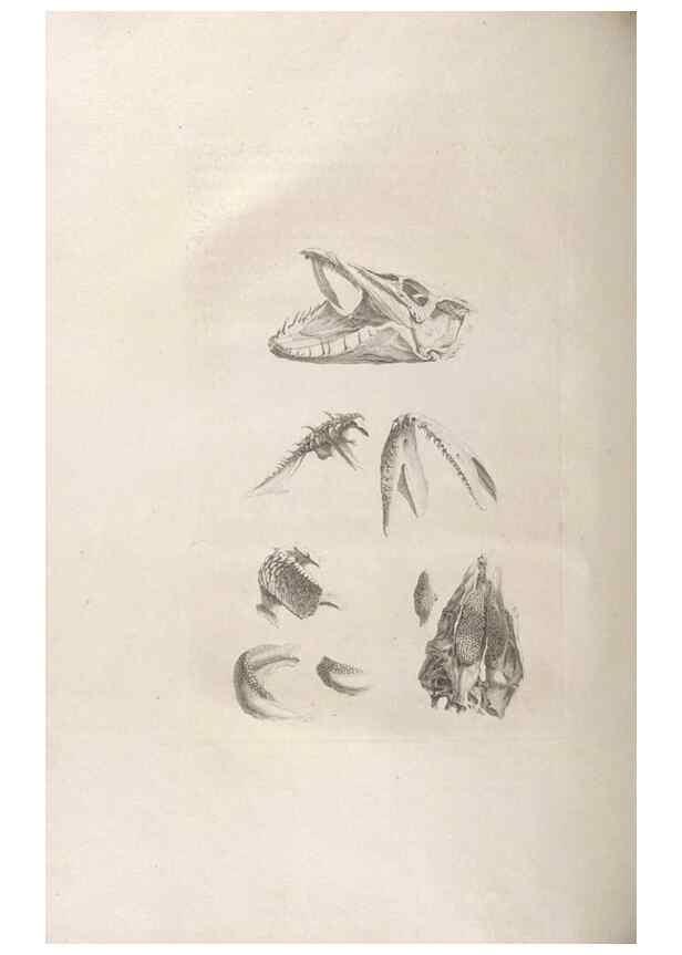Reproducción/Reproduction 48832960862: Osteographia, or the Anatomy of the Bones.. London,1733.. 