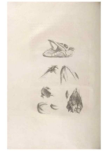 Reproducción/Reproduction 48832960862: Osteographia, or the Anatomy of the Bones.. London,1733.. 