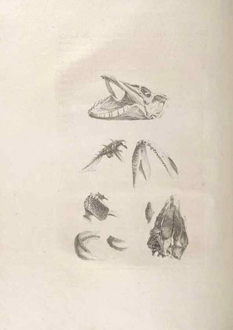 Reproducción/Reproduction 48832960862: Osteographia, or the Anatomy of the Bones.. London,1733.. 