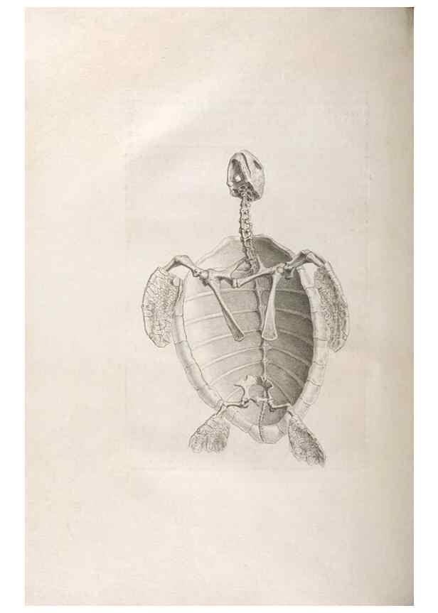 Reproducción/Reproduction 48832961222: Osteographia, or the Anatomy of the Bones.. London,1733.. 