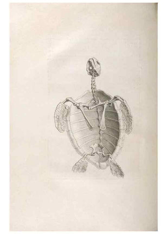 Reproducción/Reproduction 48832961222: Osteographia, or the Anatomy of the Bones.. London,1733.. 