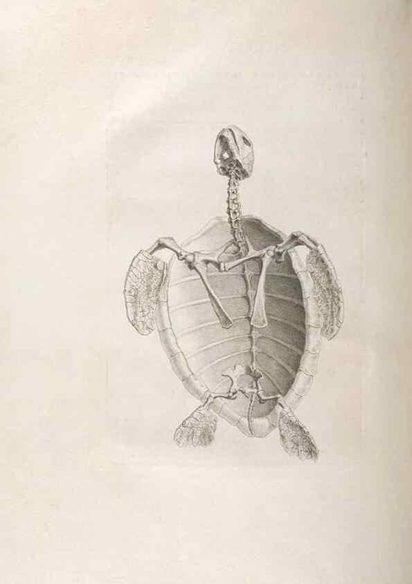 Reproducción/Reproduction 48832961222: Osteographia, or the Anatomy of the Bones.. London,1733.. 