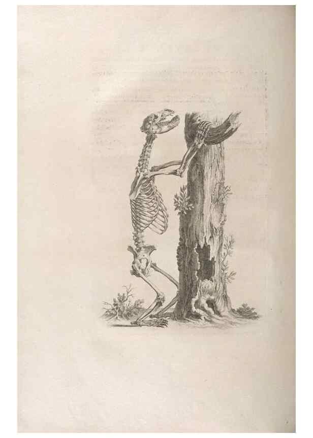 Reproducción/Reproduction 48832791211: Osteographia, or the Anatomy of the Bones.. London,1733.. 