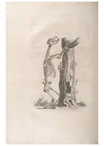 Reproducción/Reproduction 48832791211: Osteographia, or the Anatomy of the Bones.. London,1733.. 