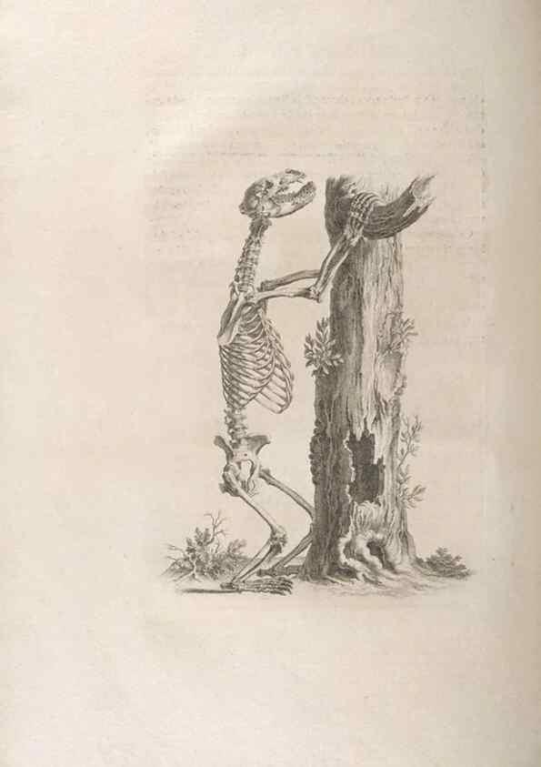 Reproducción/Reproduction 48832791211: Osteographia, or the Anatomy of the Bones.. London,1733.. 