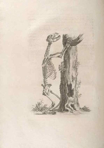 Reproducción/Reproduction 48832791211: Osteographia, or the Anatomy of the Bones.. London,1733.. 