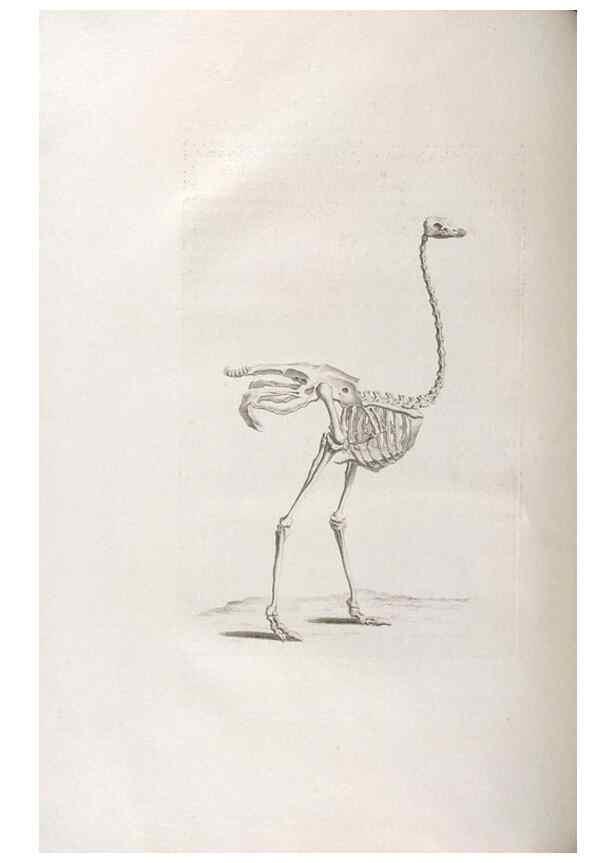 Reproducción/Reproduction 48832425313: Osteographia, or the Anatomy of the Bones.. London,1733.. 