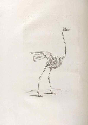 Reproducción/Reproduction 48832425313: Osteographia, or the Anatomy of the Bones.. London,1733.. 