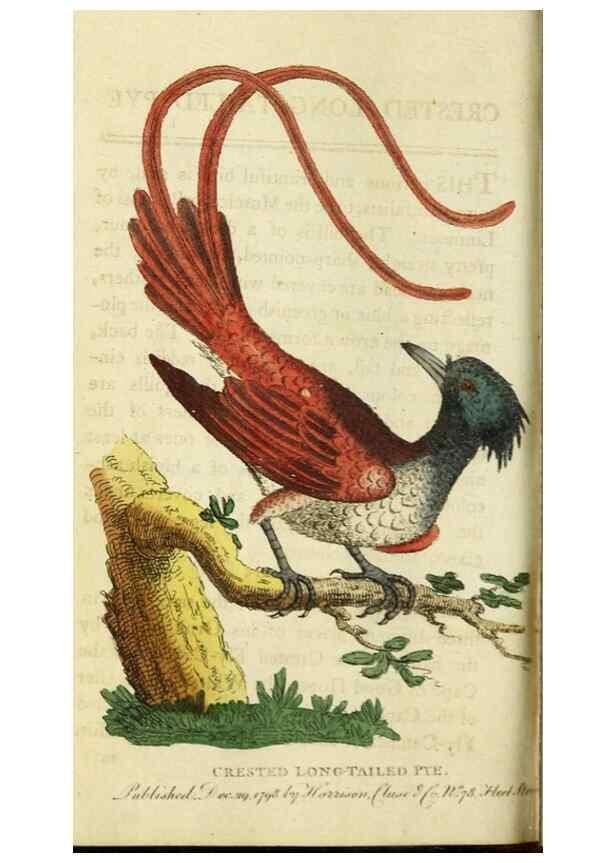 Reproducción/Reproduction 48827163137: The Naturalist's Pocket Magazine or compleat cabinet of the curiosities and beauties of nature.. London.. 