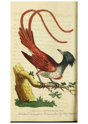 Reproducción/Reproduction 48827163137: The Naturalist's Pocket Magazine or compleat cabinet of the curiosities and beauties of nature.. London.. 