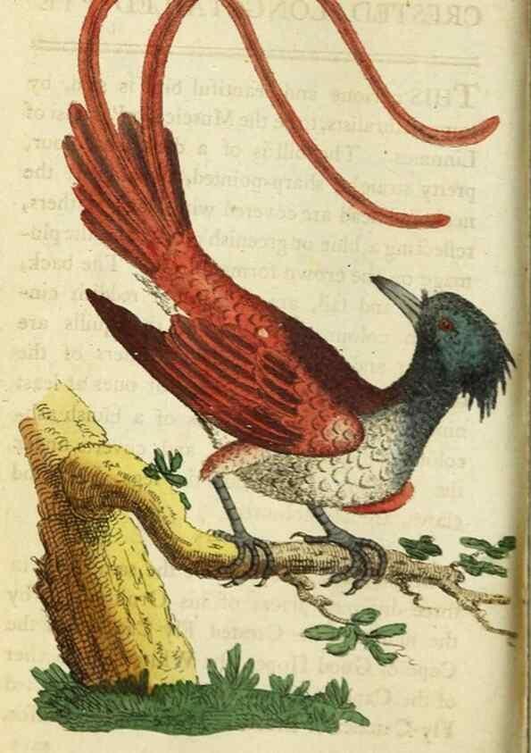 Reproducción/Reproduction 48827163137: The Naturalist's Pocket Magazine or compleat cabinet of the curiosities and beauties of nature.. London.. 