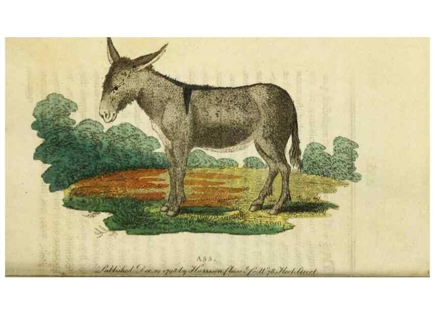 Reproducción/Reproduction 48827162707: The Naturalist's Pocket Magazine or compleat cabinet of the curiosities and beauties of nature.. London.. 
