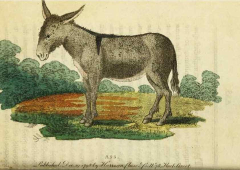 Reproducción/Reproduction 48827162707: The Naturalist's Pocket Magazine or compleat cabinet of the curiosities and beauties of nature.. London.. 