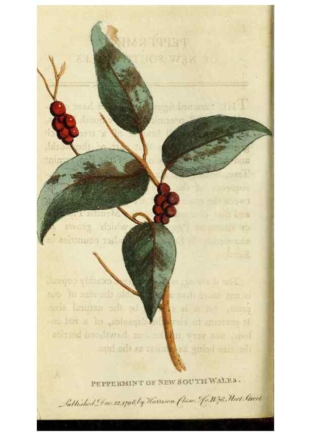 Reproducción/Reproduction 48827005766: The Naturalist's Pocket Magazine or compleat cabinet of the curiosities and beauties of nature.. London.. 