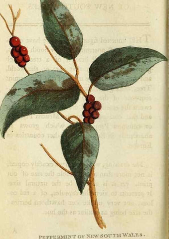 Reproducción/Reproduction 48827005766: The Naturalist's Pocket Magazine or compleat cabinet of the curiosities and beauties of nature.. London.. 