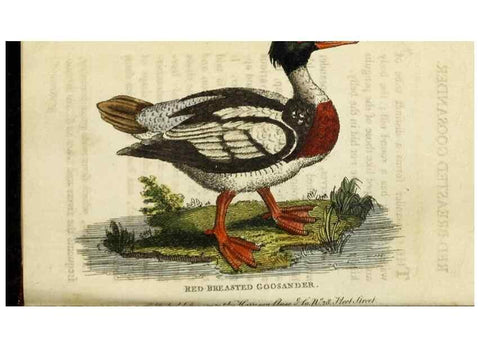 Reproducción/Reproduction 48826630933: The Naturalist's Pocket Magazine or compleat cabinet of the curiosities and beauties of nature.. London.. 