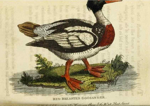 Reproducción/Reproduction 48826630933: The Naturalist's Pocket Magazine or compleat cabinet of the curiosities and beauties of nature.. London.. 
