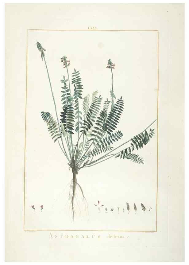 Reproducción/Reproduction 48826813117: Stirpes novae :. Parisiis :ex typographia Philippi-Dionysii Pierres,1784-85.. 