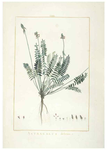 Reproducción/Reproduction 48826813117: Stirpes novae :. Parisiis :ex typographia Philippi-Dionysii Pierres,1784-85.. 