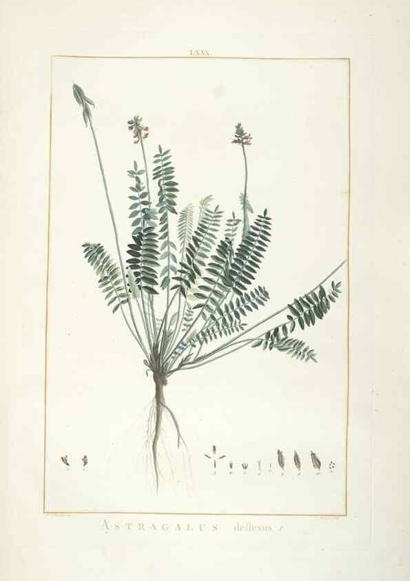 Reproducción/Reproduction 48826813117: Stirpes novae :. Parisiis :ex typographia Philippi-Dionysii Pierres,1784-85.. 