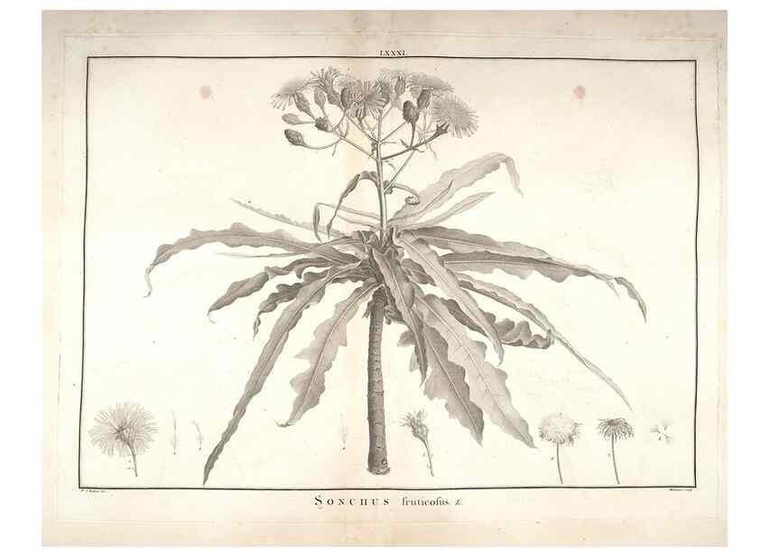 Reproducción/Reproduction 48826657336: Stirpes novae :. Parisiis :ex typographia Philippi-Dionysii Pierres,1784-85.. 