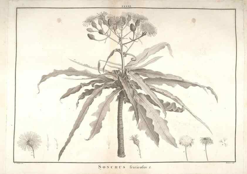 Reproducción/Reproduction 48826657336: Stirpes novae :. Parisiis :ex typographia Philippi-Dionysii Pierres,1784-85.. 