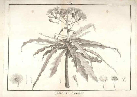 Reproducción/Reproduction 48826657336: Stirpes novae :. Parisiis :ex typographia Philippi-Dionysii Pierres,1784-85.. 