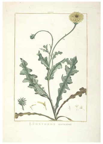 Reproducción/Reproduction 48826813802: Stirpes novae :. Parisiis :ex typographia Philippi-Dionysii Pierres,1784-85.. 