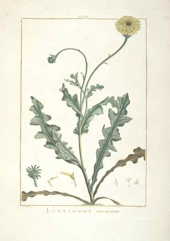 Reproducción/Reproduction 48826813802: Stirpes novae :. Parisiis :ex typographia Philippi-Dionysii Pierres,1784-85.. 