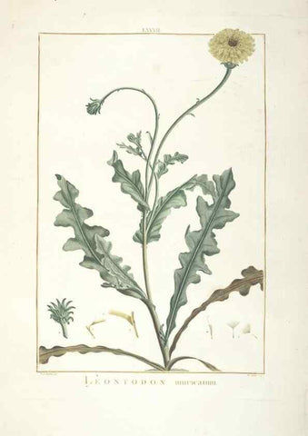 Reproducción/Reproduction 48826813802: Stirpes novae :. Parisiis :ex typographia Philippi-Dionysii Pierres,1784-85.. 