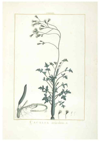 Reproducción/Reproduction 48826814332: Stirpes novae :. Parisiis :ex typographia Philippi-Dionysii Pierres,1784-85.. 