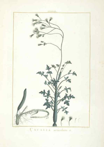 Reproducción/Reproduction 48826814332: Stirpes novae :. Parisiis :ex typographia Philippi-Dionysii Pierres,1784-85.. 