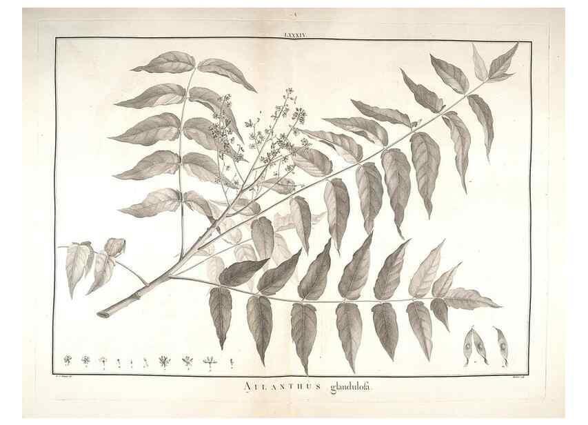 Reproducción/Reproduction 48826814662: Stirpes novae :. Parisiis :ex typographia Philippi-Dionysii Pierres,1784-85.. 