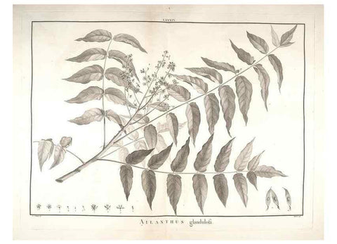 Reproducción/Reproduction 48826814662: Stirpes novae :. Parisiis :ex typographia Philippi-Dionysii Pierres,1784-85.. 